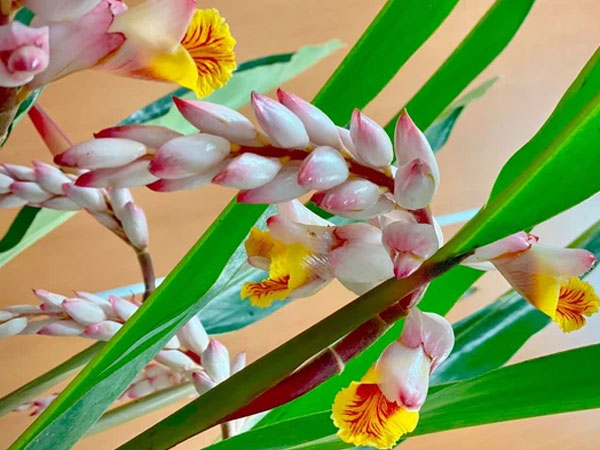 Hoa rừng đẹp như bông lúa mẩy hạt gây “sốt”, bán chơi mà được cả nghìn cành
