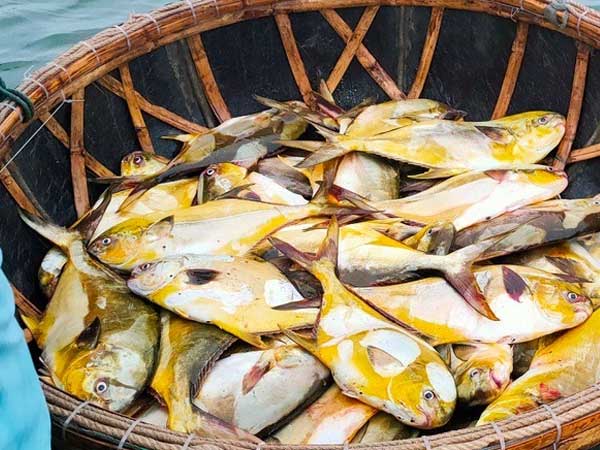 Kéo mẻ lưới bắt 300 con cá vàng rực, bán cả mớ thu 600 triệu đồng