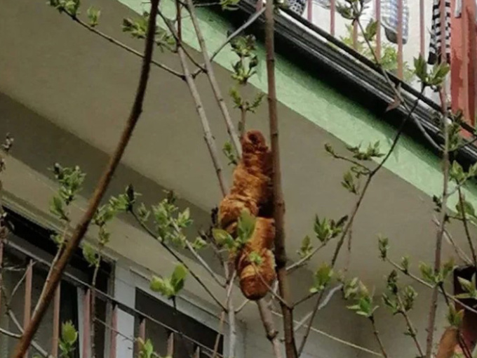 Bí ẩn 'quái thú cây' gây kinh hoàng ở thị trấn Ba Lan