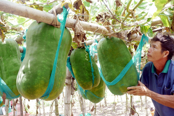 Khoe trái bí đao 'siêu to siêu khổng lồ' nặng đến 50kg, anh chàng khiến dân mạng mắt tròn mắt dẹt: Bổ ra nấu chắc cả huyện ăn mới hết!