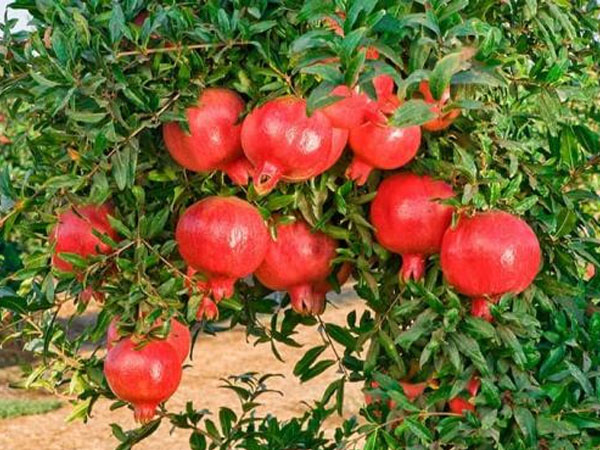5 loại cây nên trồng trước cửa nhà giúp gia chủ làm ăn phát đạt, ngày càng giàu có