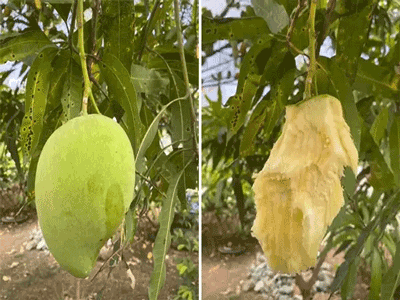 Cô gái chê xoài chua nhưng sau vài giây chỉ còn lại cái hạt, dân mạng thi nhau 'đá xoáy': May mà nó chua chứ ngọt là hết cả cây rồi!