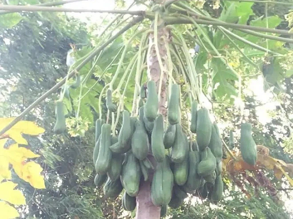 Những cây đu đủ khiến cả cộng đồng mạng 'té ngửa' vì ra hoa kết trái quá kỳ lạ, xem tới ảnh cuối mới bất ngờ