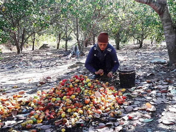 Hàng ngoại đổ về, đặc sản Việt giảm giá kỷ lục, dân kêu lỗ nặng