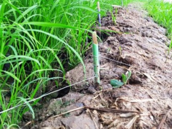 Hải Dương: Nghi vấn người phụ nữ đi phun thuốc sâu ở ruộng bị điện bẫy chuột giật tử vong