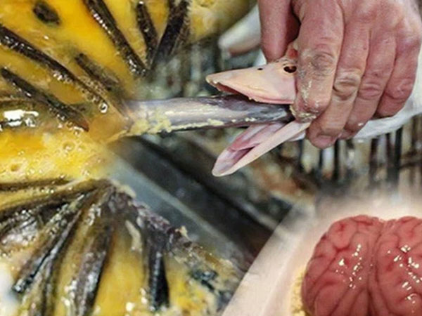Có những món ăn được xem là 'đỉnh cao' ẩm thực nhưng quá trình làm nên chúng lại vô cùng dã man và tàn nhẫn