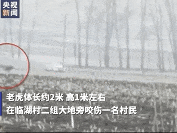 Hổ Siberia xuất hiện giữa thôn làng tấn công người nông dân gây trọng thương, lời kể của nhân chứng vẫn còn run rẩy chưa hoàn hồn