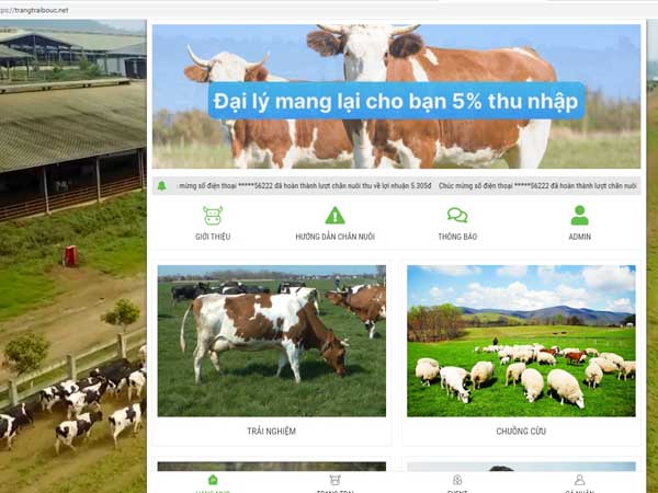 Tin vào 'chủ trang trại ở nước ngoài', hàng nghìn người 'nuôi bò online' sập bẫy đa cấp, mất trắng hàng trăm triệu đồng