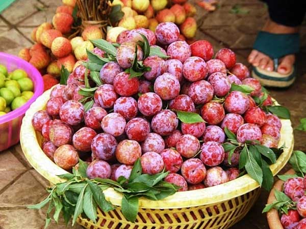 Ăn mận có tác dụng gì? Băn khoăn được chuyên gia giải đáp, tiết lộ thêm một loạt bài thuốc cùng bí kíp dưỡng nhan đỉnh cao từ quả mận