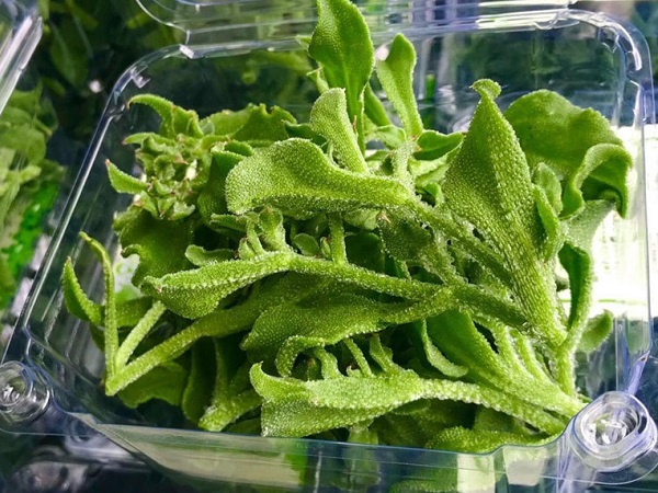 Dân Hà Nội lùng mua rau kim cương, đồ lạ mới về giá đắt, cháy hàng