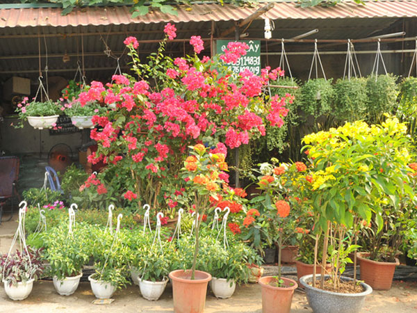 Vựa hoa, cây cảnh Văn Giang cực kỳ bắt mắt khiến khách tham quan ngắm mãi không chán