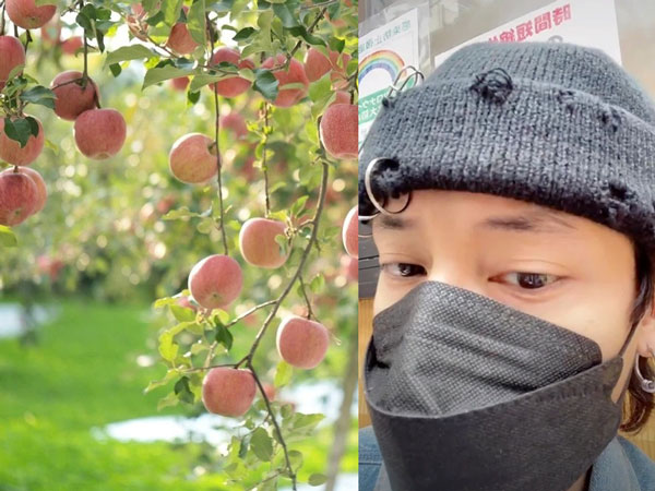 Bất ngờ vì người Nhật không ăn trái cây trồng trong vườn nhà dù nó chín mọng, hot Tiktoker chia sẻ phê phán một số bạn trẻ Việt 'tham lam và ngu dốt' gây phẫn nộ