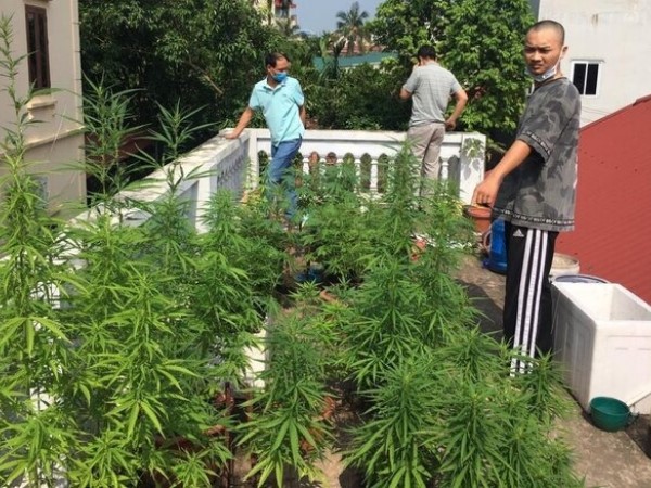 Nam thanh niên ở Hà Nội trồng cần sa trên nóc nhà để ngâm rượu uống