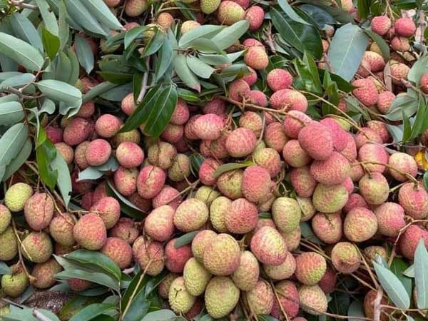 Mới đầu mùa: Vải u hồng, vải lai đã rớt giá thảm