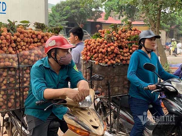 Lập vòng vây kiểm soát, bảo vệ vùng vải thiều 7.000 tỷ