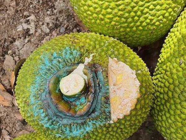 Ngửi mít thuê, nghề kỳ lạ hiếm có ở Việt Nam