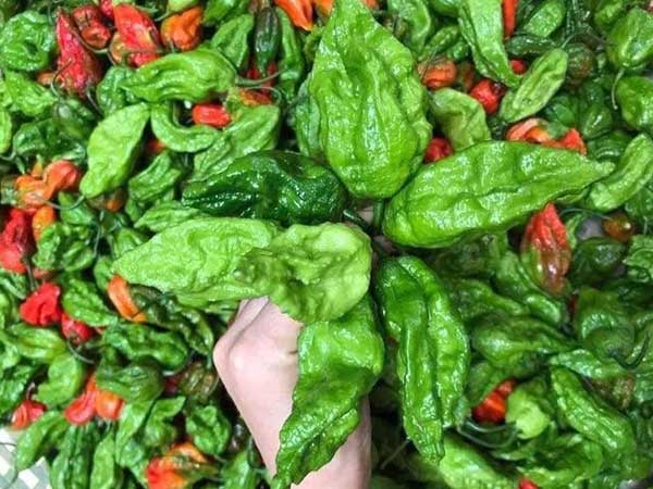 Ớt  'trung đoàn' đặc sản giá đắt, thương lái tranh mua từng cân