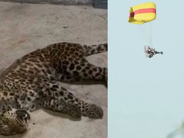 Báo gấm xổng chuồng nhưng tìm mãi không ra, sở thú bèn thả 100 chú gà và 1000 chiếc drone đi tìm