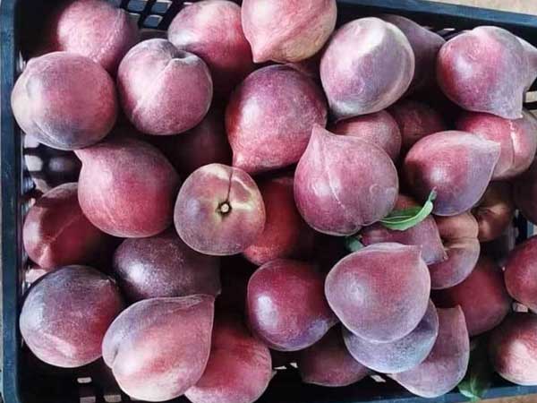 Đào lạ đỏ thẫm tràn về chợ, giá cao vẫn đắt hàng