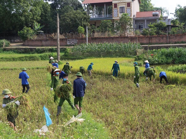 Công an xuống xã lội ruộng gặt lúa giúp các F1, F2 đang phải cách ly