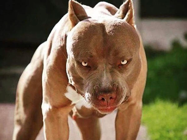 Vụ người đàn ông bị chó pitbull cắn chết trong quán cà phê ở Long An: Chủ chó phải chịu trách nhiệm thế nào?