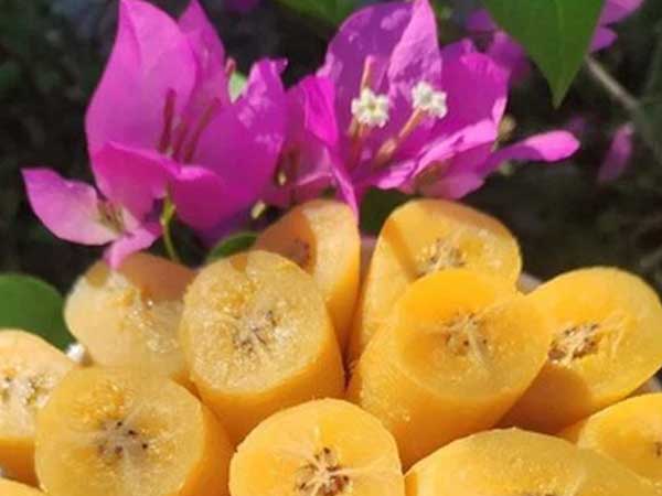 Trồng loại cây nắng hay mưa cũng lớn nhanh như thổi, cuối năm đút túi trăm triệu tiền lời