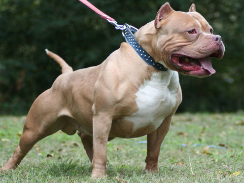 Kinh nghiệm ứng phó nếu chẳng may gặp chó pitbull 'lên cơn'