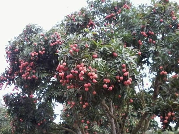 Người đàn ông trèo cây vải hái quả không may ngã tử vong, để lại vợ mang thai và 2 con nhỏ