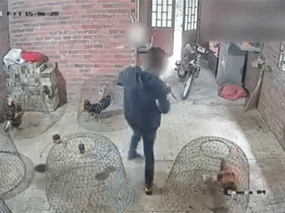 Thanh niên trộm sở hữu 'chiếc áo thần kỳ' khoắng một lèo 5 con gà to bự mà người trông chỉ 'béo' lên đôi chút, lỡ có gặp chủ nhà cũng khó phát hiện