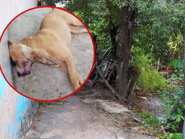 Thông tin bất ngờ vụ chó pitbull cắn chết người ở Long An: Chủ chó có sở thích nuôi động vật 'lạ', đêm xảy ra vụ việc có tới 2 con pitbull