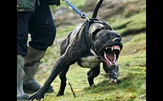 Những con số gây sốc về Pitbull ở Mỹ: Cắn chết chủ nhân lẫn người lạ, thậm chí còn... ăn thịt nạn nhân