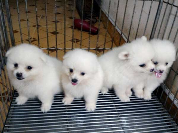 Chỉ 8 triệu đồng, 2 năm làm chơi ăn thật chàng sinh viên mua nhà Hà Nội