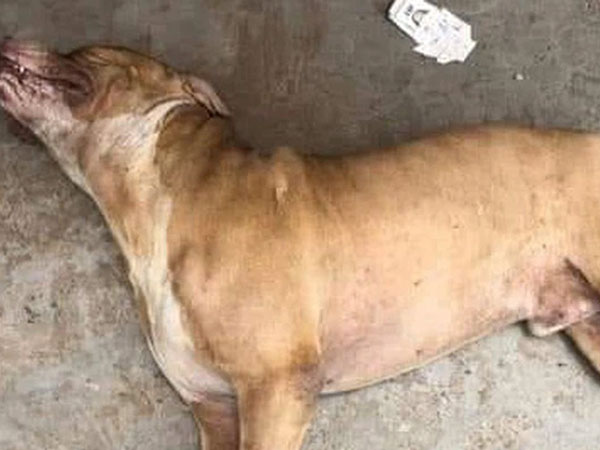 Người bị chó Pitbull cắn chết ở Long an vẫn chưa có ai đến nhận thi thể