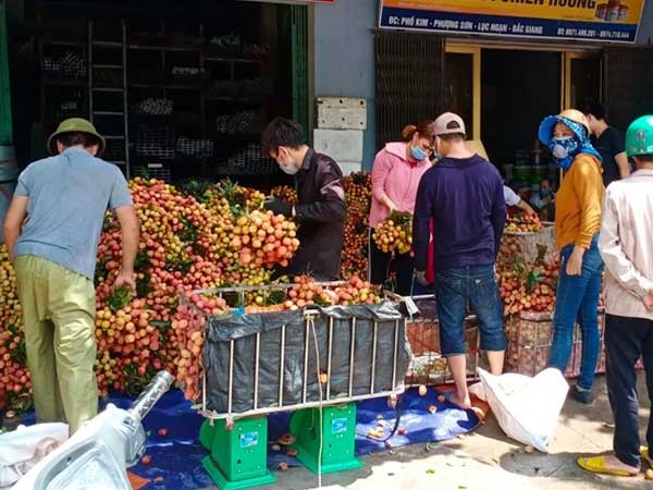 Bắc Giang: Xác minh thông tin vải bị 'ép giá' từ 8.000đ xuống còn 2000đ/kg