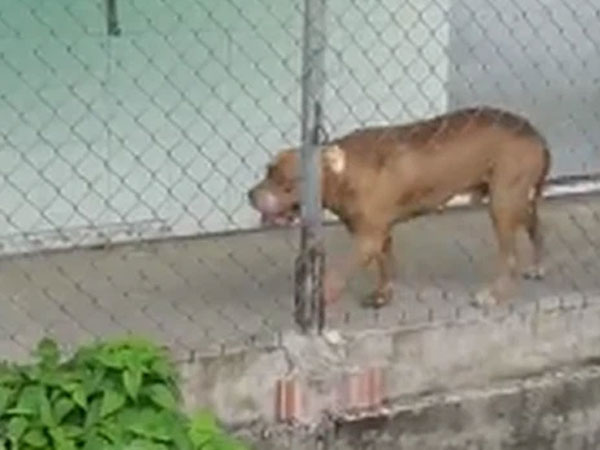 Con trai 2 tuổi bị chó Pitbull cắn trọng thương, bố lao vào giải cứu cũng bị cắn đứt lìa 1 đốt ngón tay