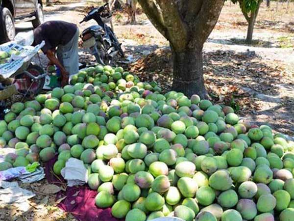 Hai số phận của xoài: Nam ế rụng đầy vườn, Bắc đắt hàng giá cao