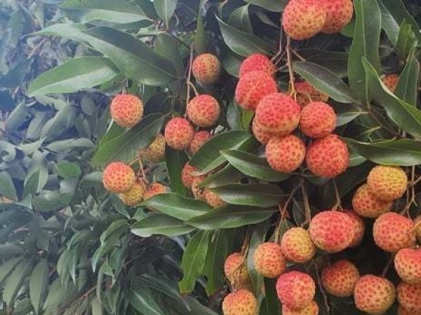 Vải chín đỏ đường ở Bắc Giang