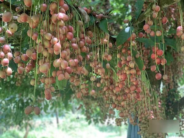 Cây cổ thụ nghìn quả đỏ hồng từ gốc tới ngọn: Đại gia xin mua, cụ chủ lắc đầu