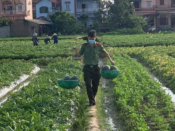 Nắng nóng gay gắt, công an Bắc Giang phơi mình giúp người dân thu hoạch dưa hấu