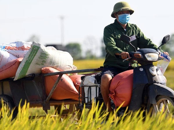 Ảnh: Tình nguyện viên đội nắng thu hoạch lúa cho người dân nơi tâm dịch Thuận Thành, Bắc Ninh