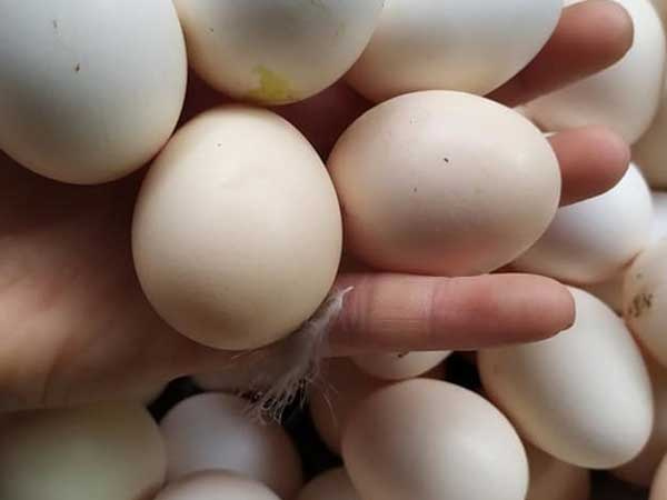 Bí quyết đi chợ đầu mối, một triệu đủ đồ ăn cả tuần cho 6 người