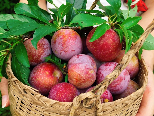 Nghĩ đến mận thôi đã ứa nước miếng nhưng cách ăn mận để không bị nóng trong thì chắc bạn chưa nắm được