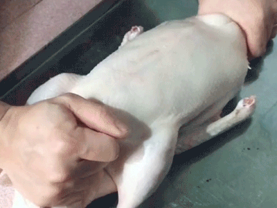 Cảnh bơm phồng con vịt khiến ai cũng tá hoả: Mục đích thật sự là gì vậy?