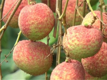 5 lý do bạn nên ăn vải thường xuyên, chuyên gia chỉ cách ăn không sợ nóng và tăng dưỡng chất