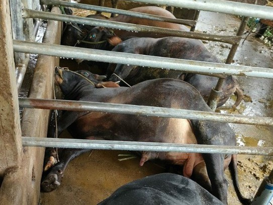 Sau cú nổ lớn, đàn bò giống hàng trăm triệu đồng ngã chết hàng loạt
