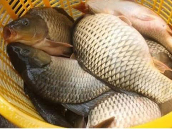 Đến người yêu chơi bị mẹ chồng tương lai quát, không cho cưới chỉ vì dặn mua cá gáy nhưng cô gái lại mua nhầm sang cá trôi