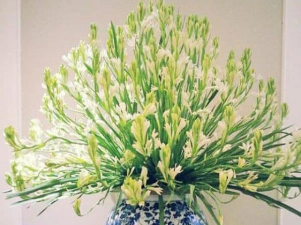 Mùng 1/5 âm lịch, chọn 1 trong 5 loài hoa này để thắp hương thì phúc lộc đầy nhà, may mắn cả tháng