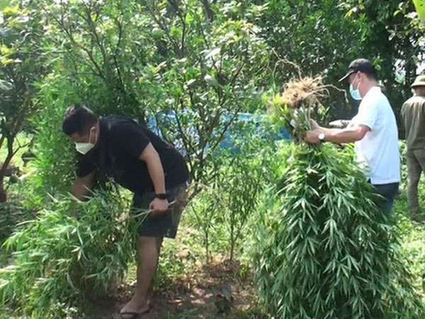Lai lịch người đàn ông Pháp trồng cả vườn cần sa ở bãi giữa sông Hồng