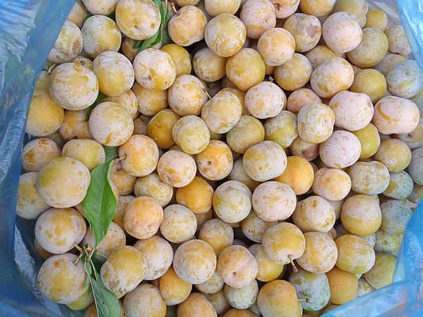 Mận tam hoa mất giá quá nửa, mòn mỏi chờ thương lái tới mua