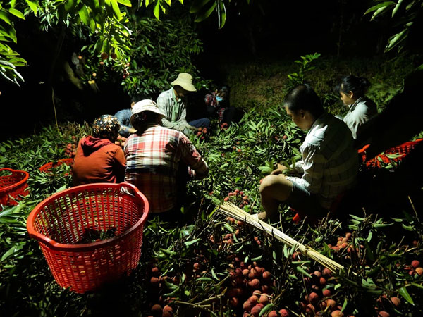 Ảnh: Người dân Bắc Giang thắp đèn từ 2 giờ sáng, đi thu hoạch vải thiều xuyên đêm